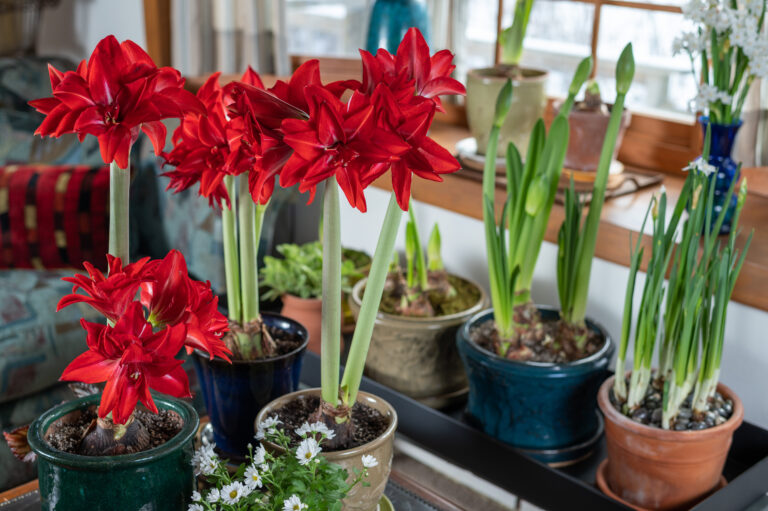 Growing amaryllis indoors