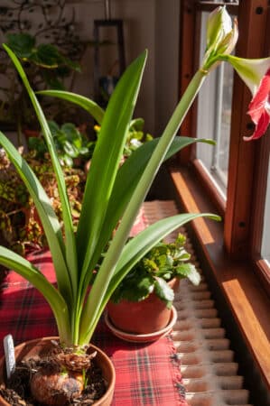 care for amaryllis plant - sunlight