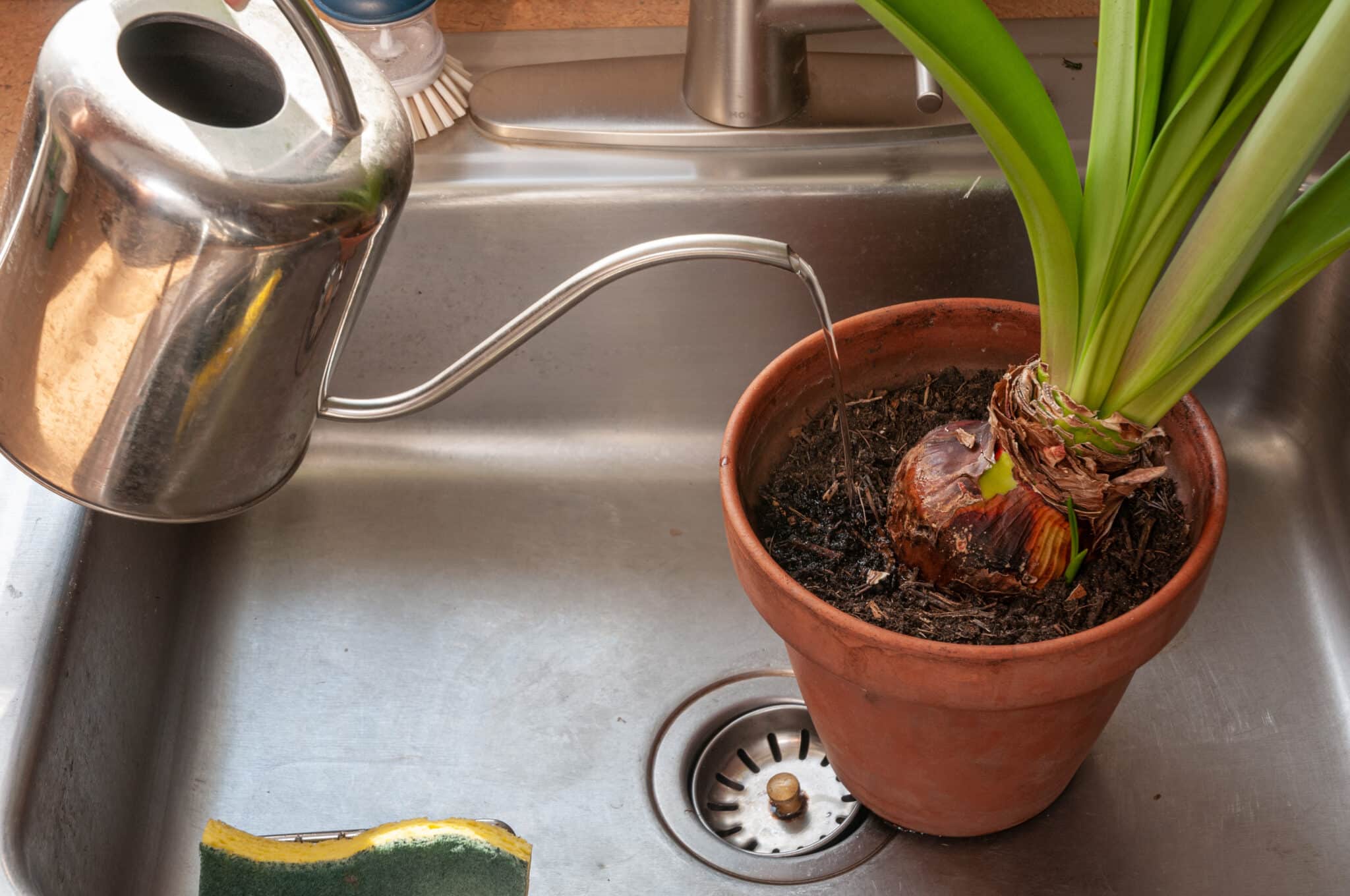 Caring for a Potted Amaryllis