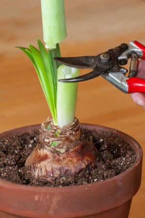 care for amaryllis plant - deadhead