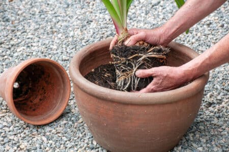 Repotting amaryllis