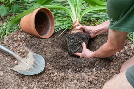 Tips for repotting amaryllis
