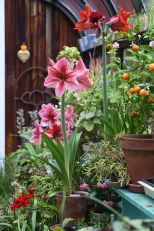 Growing amaryllis for design