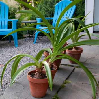 Getting an Amaryllis to Flower Again