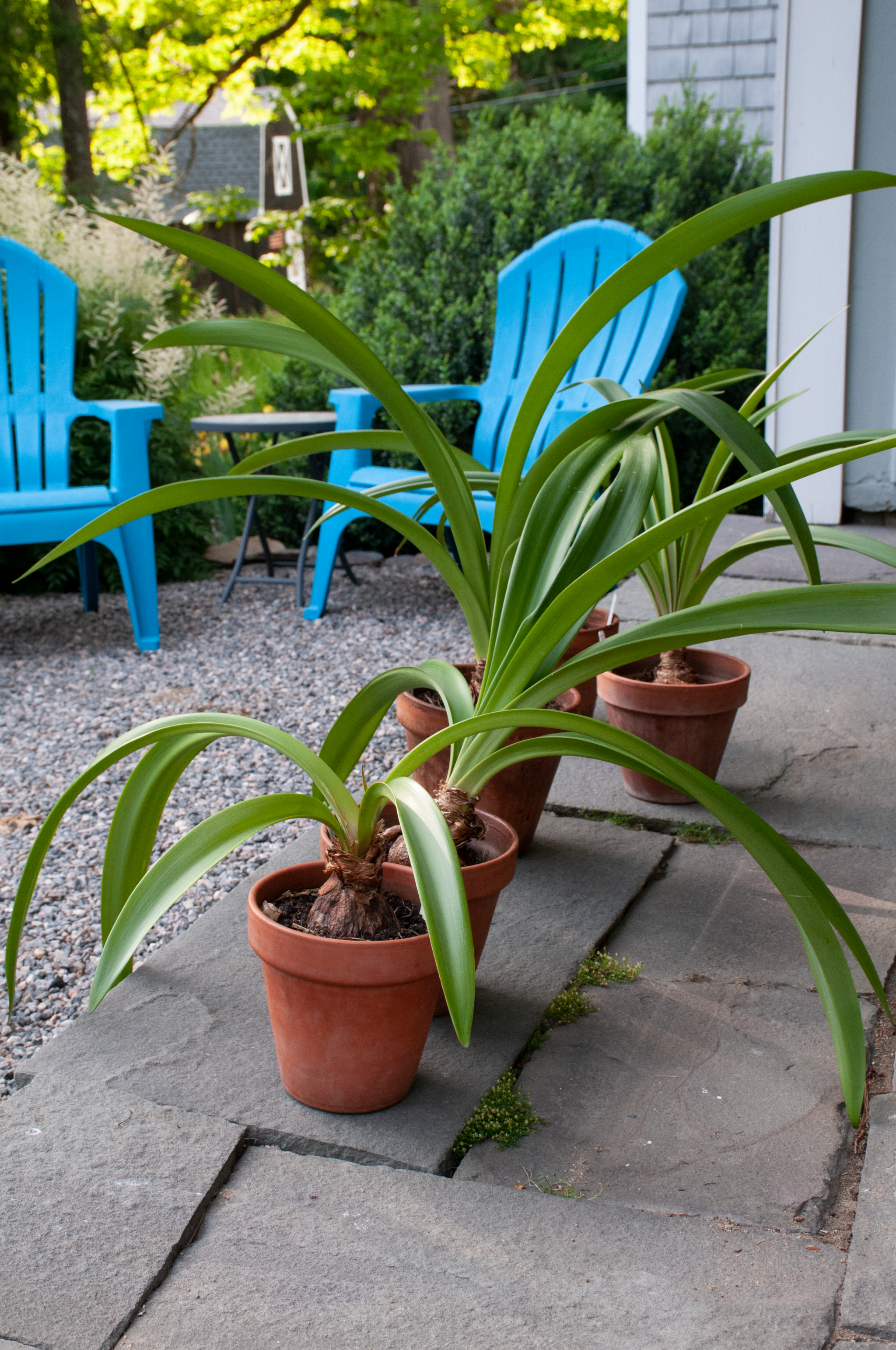 Getting an Amaryllis to Flower Again