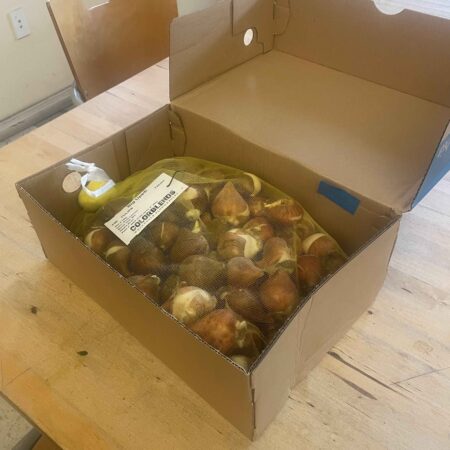 A bag of tulip bulbs in a shoebox.