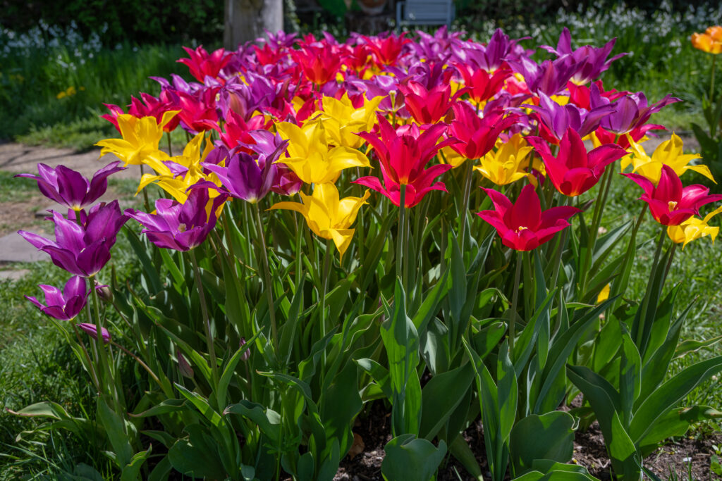 Freestyle tulip blend growing in a cluster