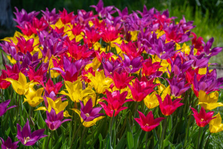 Pink, purple and yellow lily flowered tulip blend from Colorblends