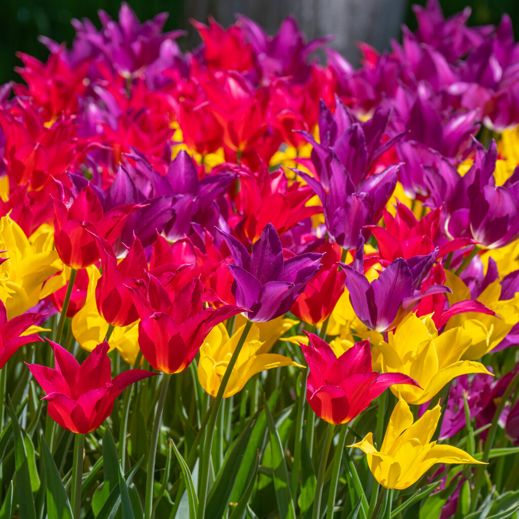Pink, yellow, and purple lily flowering tulips, Freestyle Tulip Blend from Colorblends