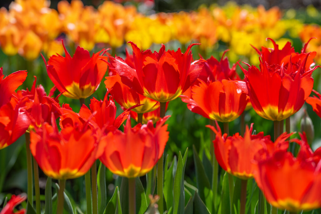 Robbedoes tulips blooming in the sun