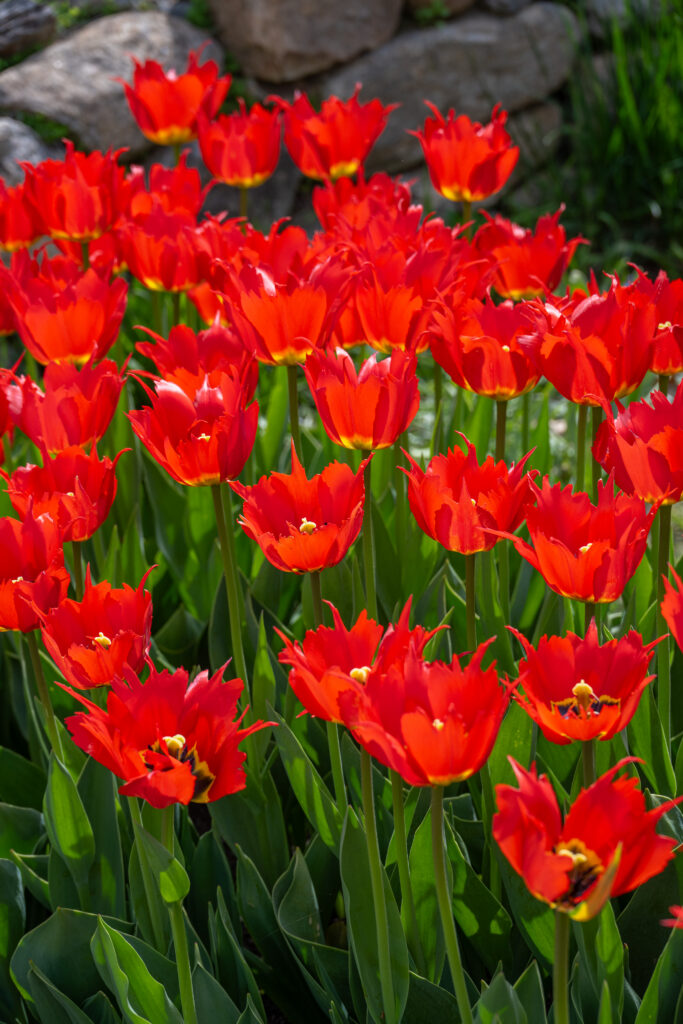 Spiky red Robbedoes tulips