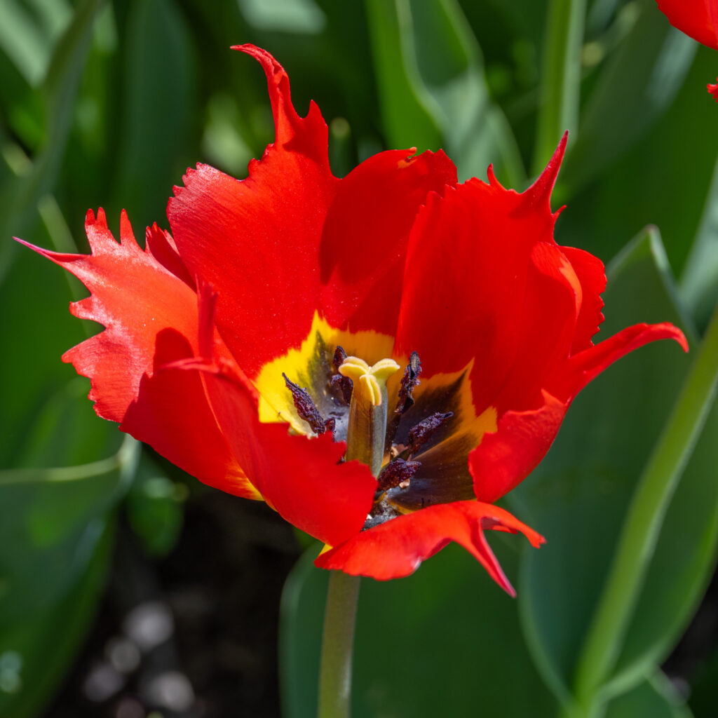 Robbedoes tulips from Colorblends