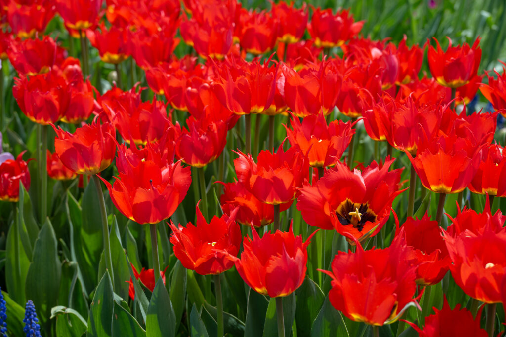 Robbedoes tulips growing in a cluster