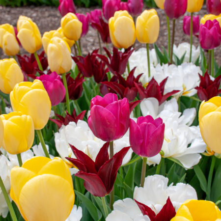 Tulip Blends | Colorblends® Flower Bulbs at Wholesale Prices