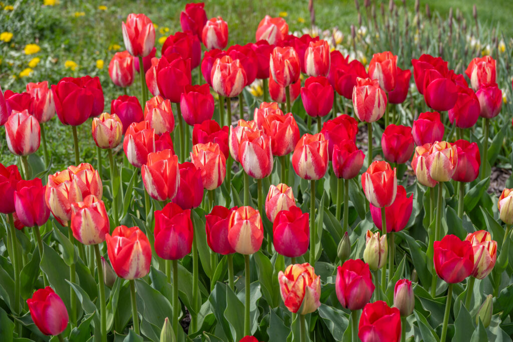 Modern Vintage Tulip Blend with yellow flowers in the top left background