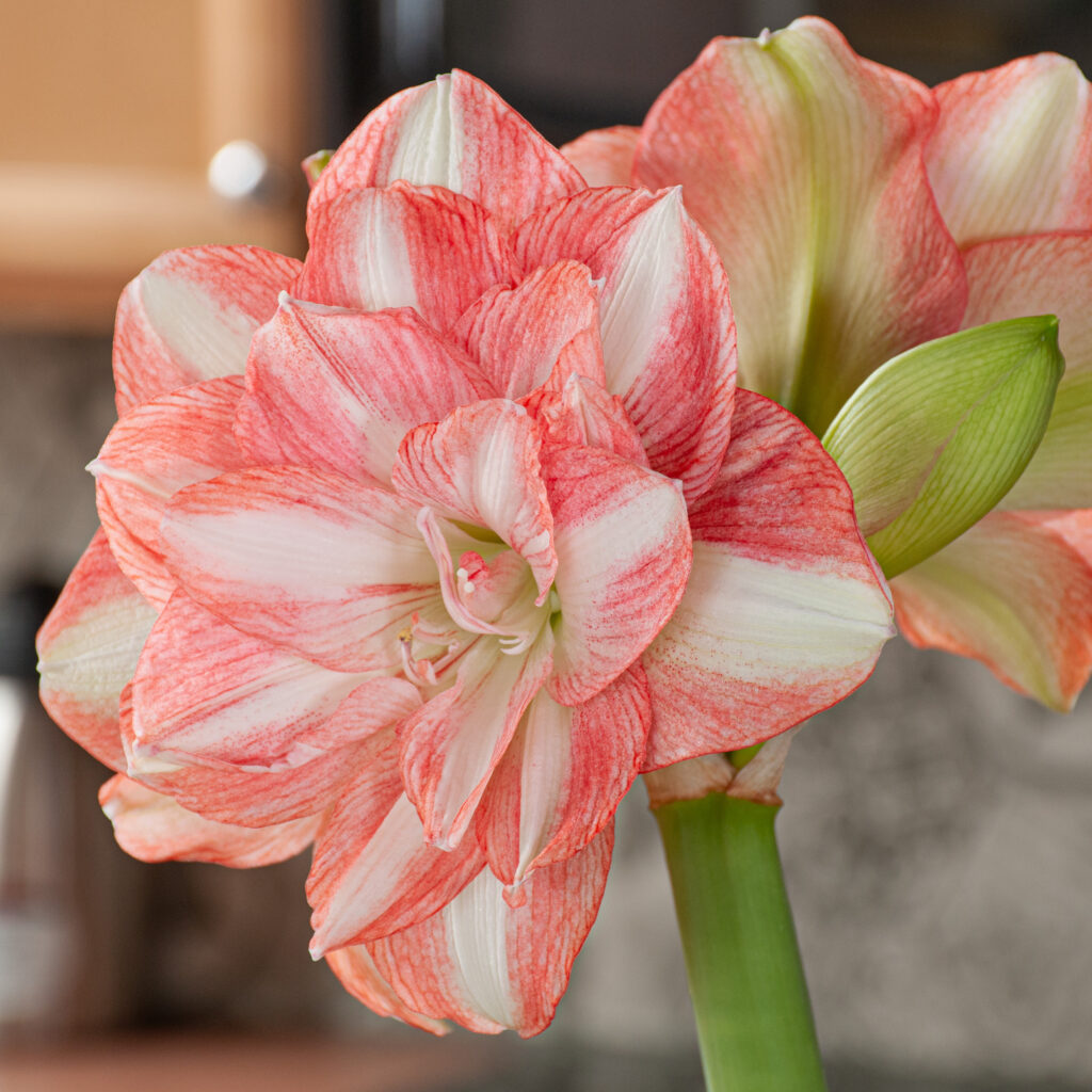 A Beautiful Emotion amaryllis close-up
