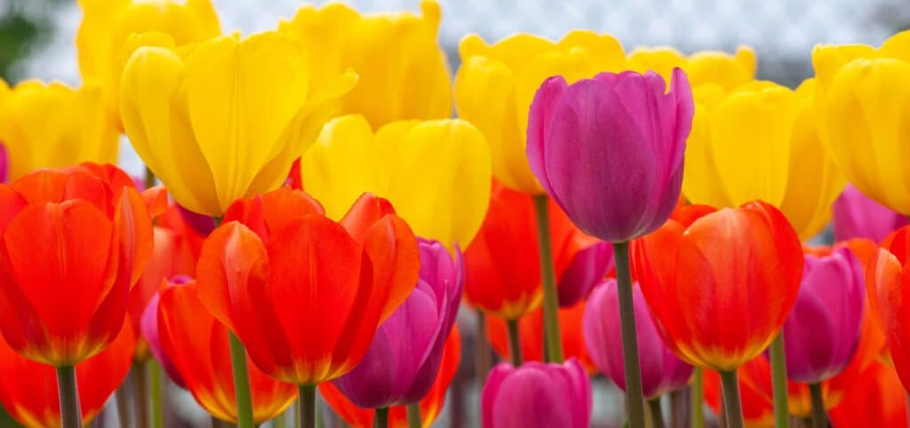 Yellow, red, and purple tulips, Happy Together tulip blend from Colorblends.
