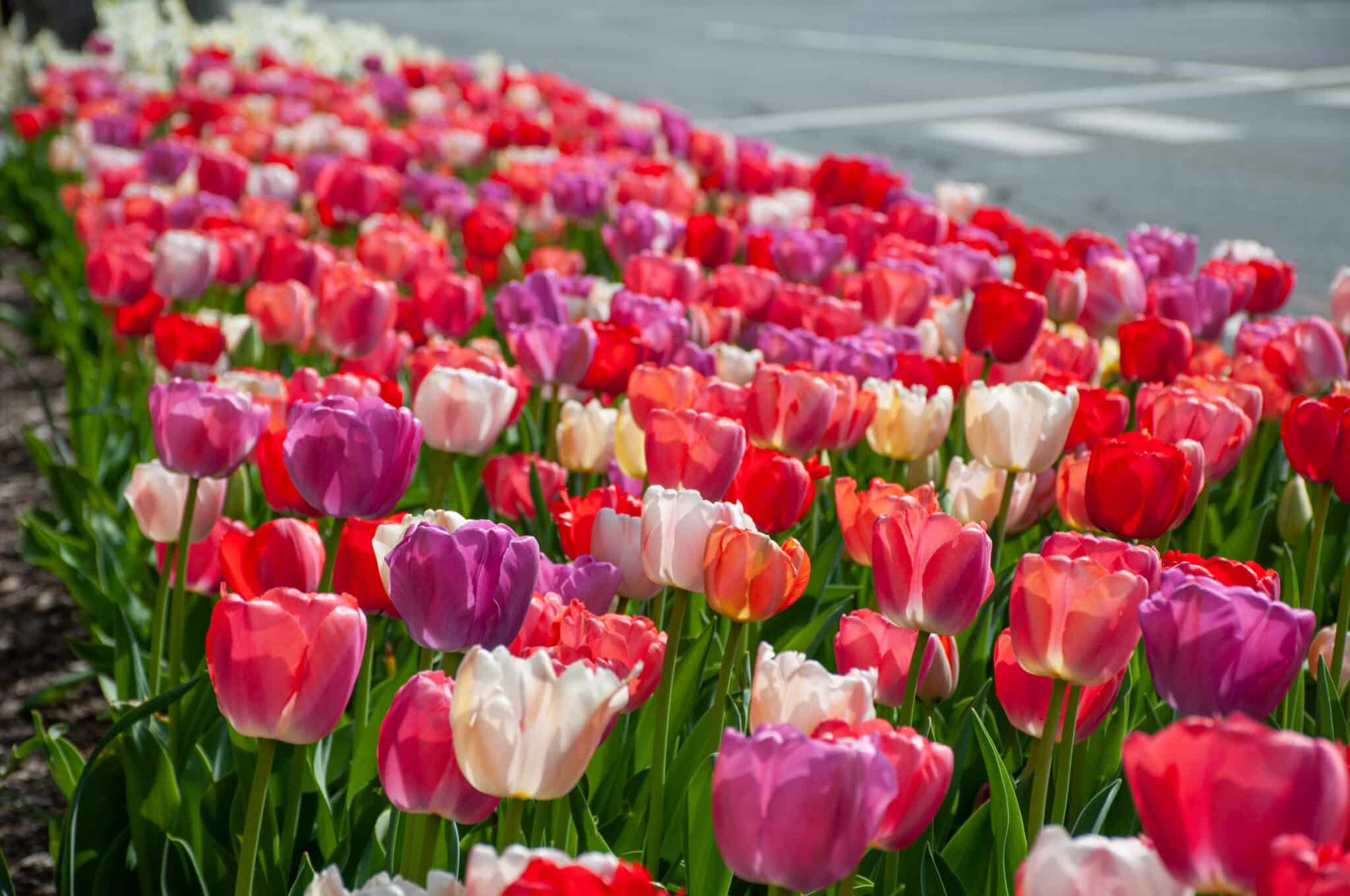 A landscape planting of Wellspring Tulip Blend from Colorblends