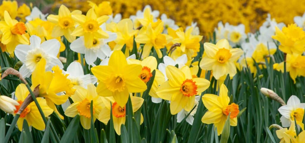 Daffodils from Colorblends.