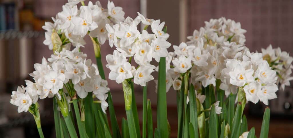 Tiny white flowers indoors, Paperwhite Nir from Colorblends.