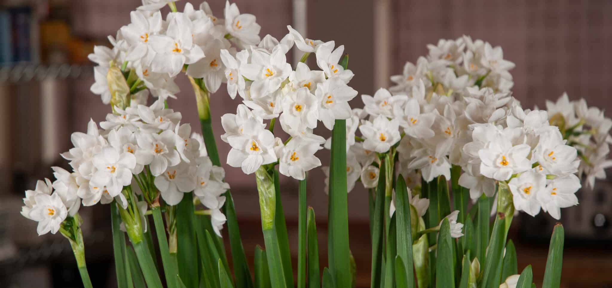 Colorblends Wholesale Flower Bulbs / Tulips and Daffodils