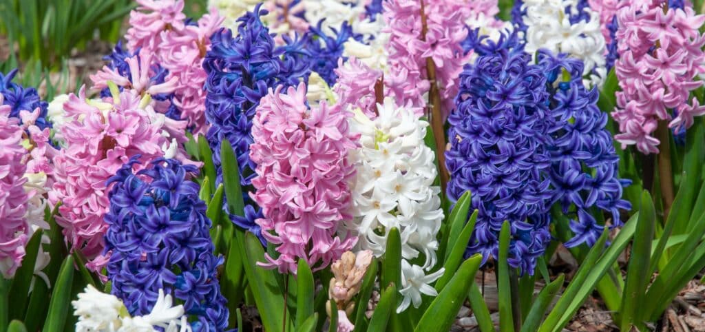 Pink, white, and blue hyacinths, Saints Parade Hyacinth Blend from Colorblends.