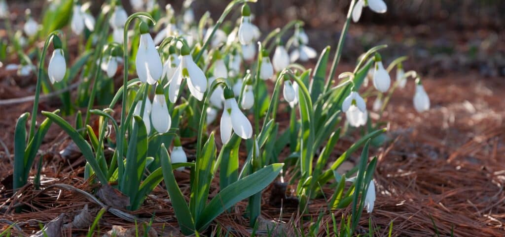 White, bell-shaped flowers, Snowdrops from Colorblends.