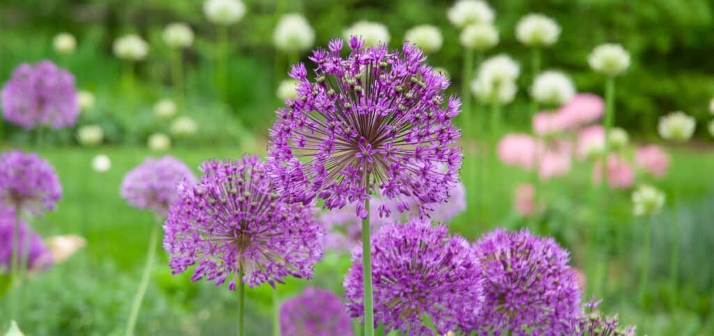 Round purple flowers, Allium Purple Sensation from Colorblends.