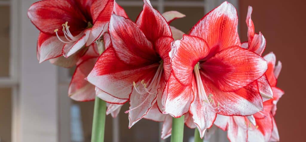 Star-shaped red and white flowers, Amaryllis Stardust from Colorblends.