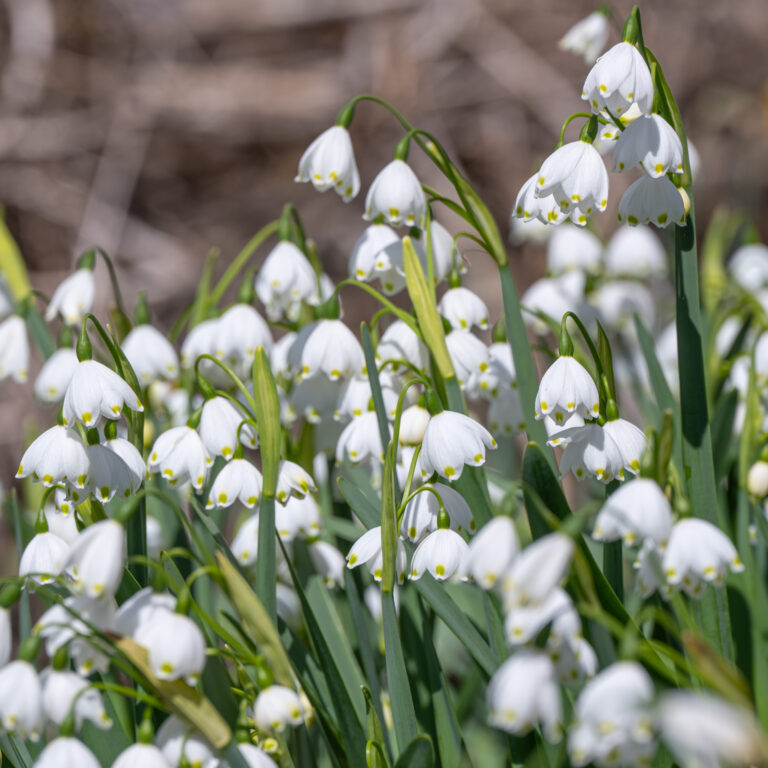 Snowflake LS Always Wholesale Pricing Colorblends®