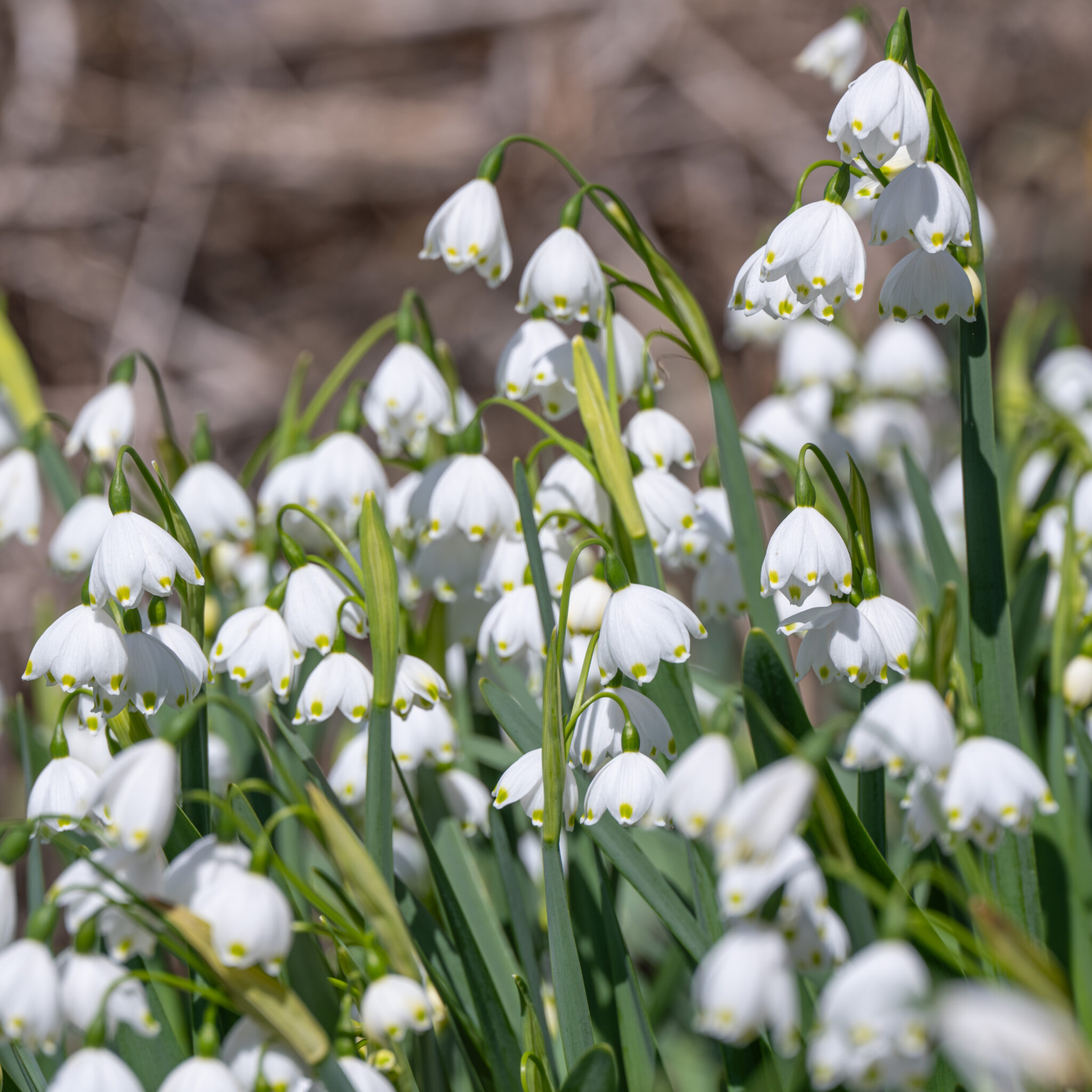 Snowflake LS Always Wholesale Pricing Colorblends®