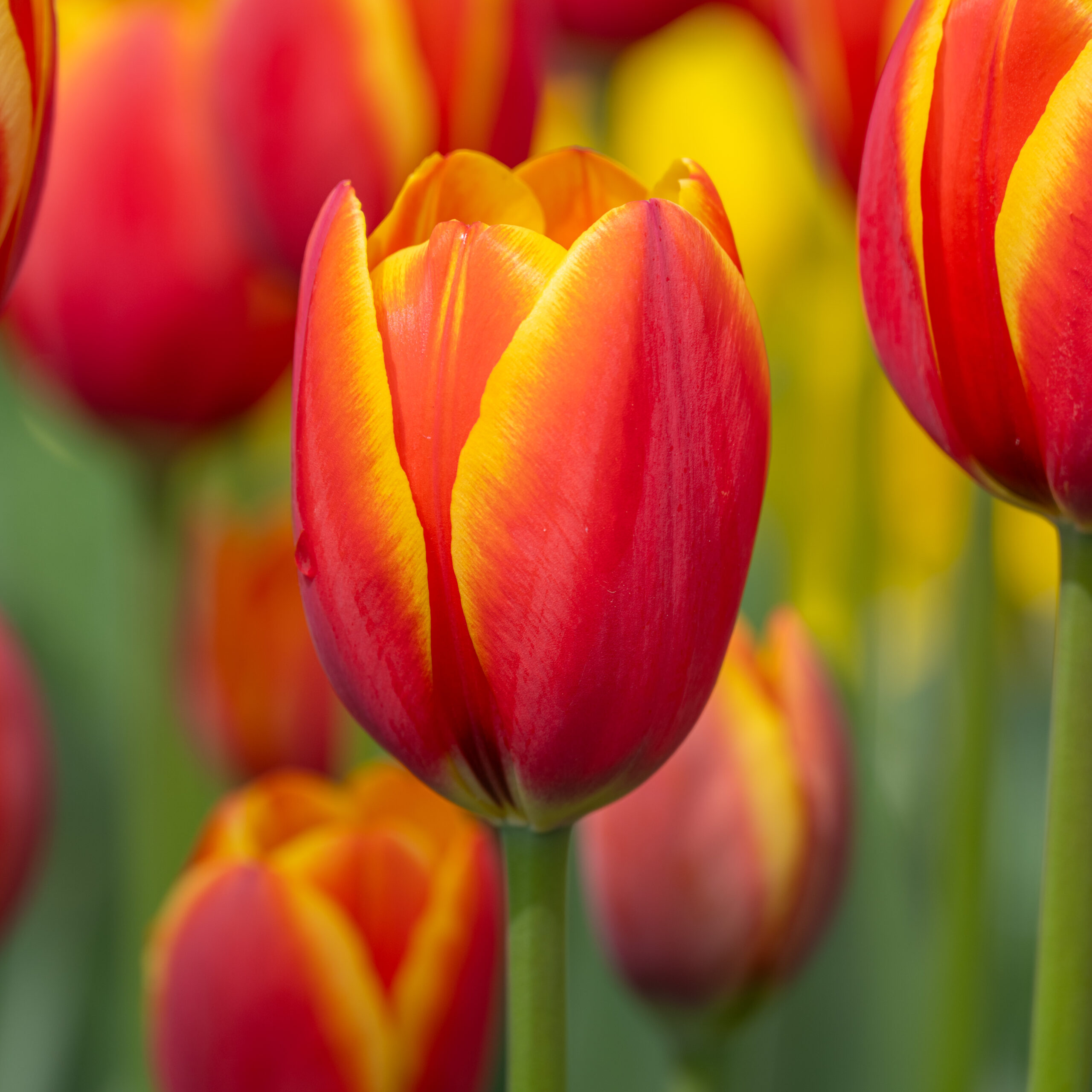 World's Friend Tulips | Always Wholesale Pricing | Colorblends®
