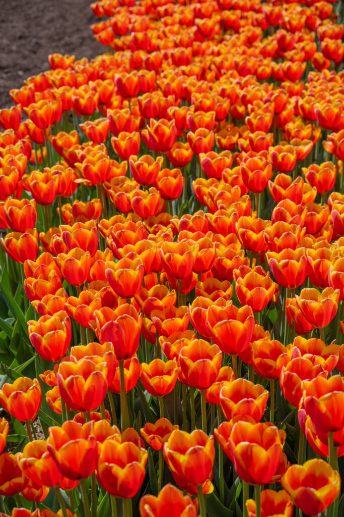 World's Friend Tulips planted en masse