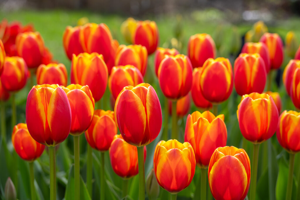 World's Friend Tulips in bright sunlight