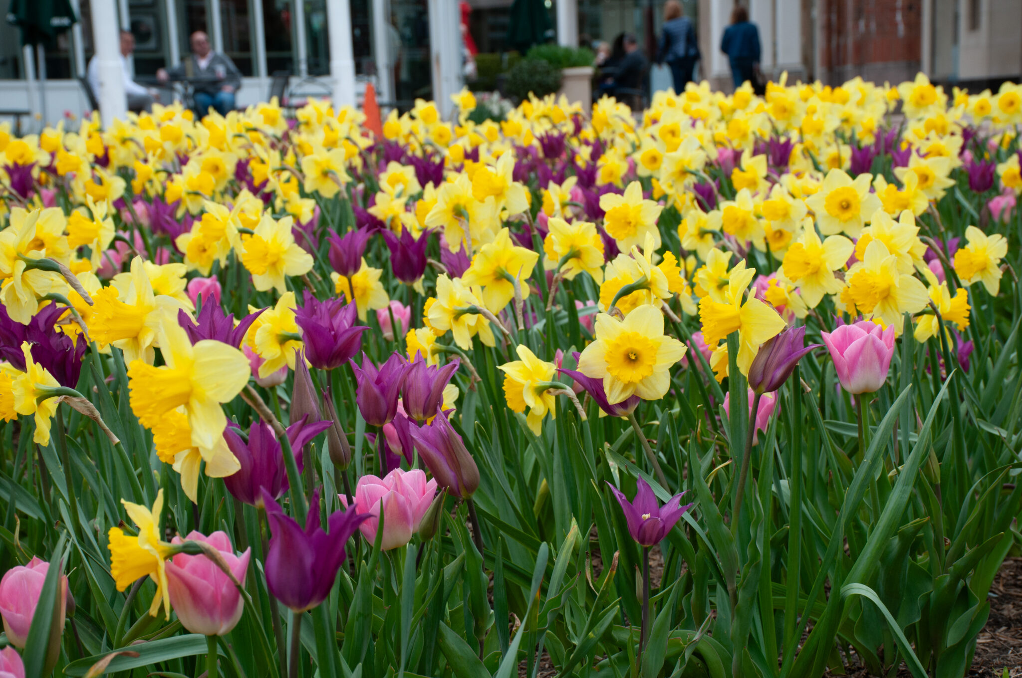 Flower Combinations from Colorblends