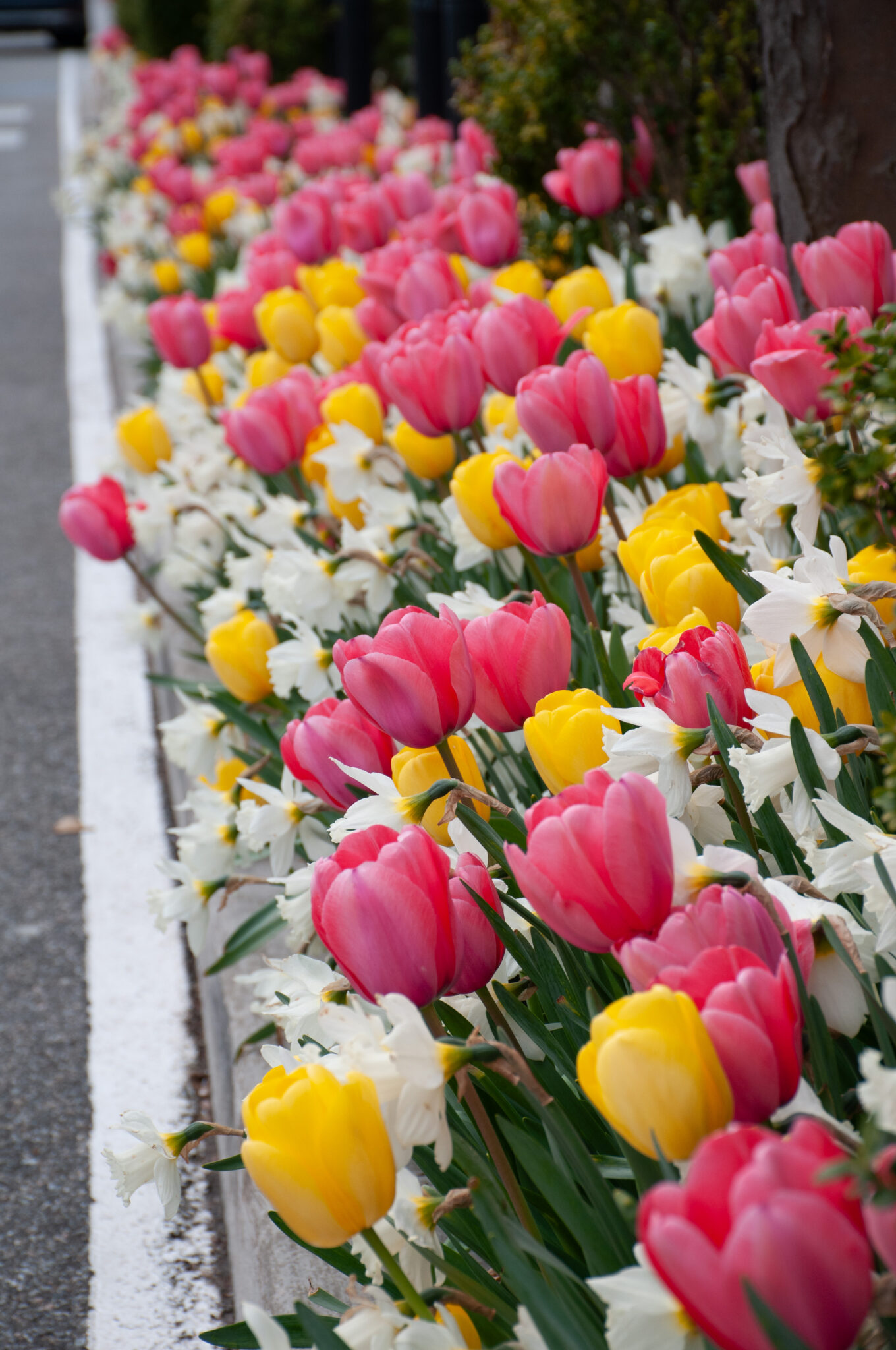 Flower Combinations from Colorblends