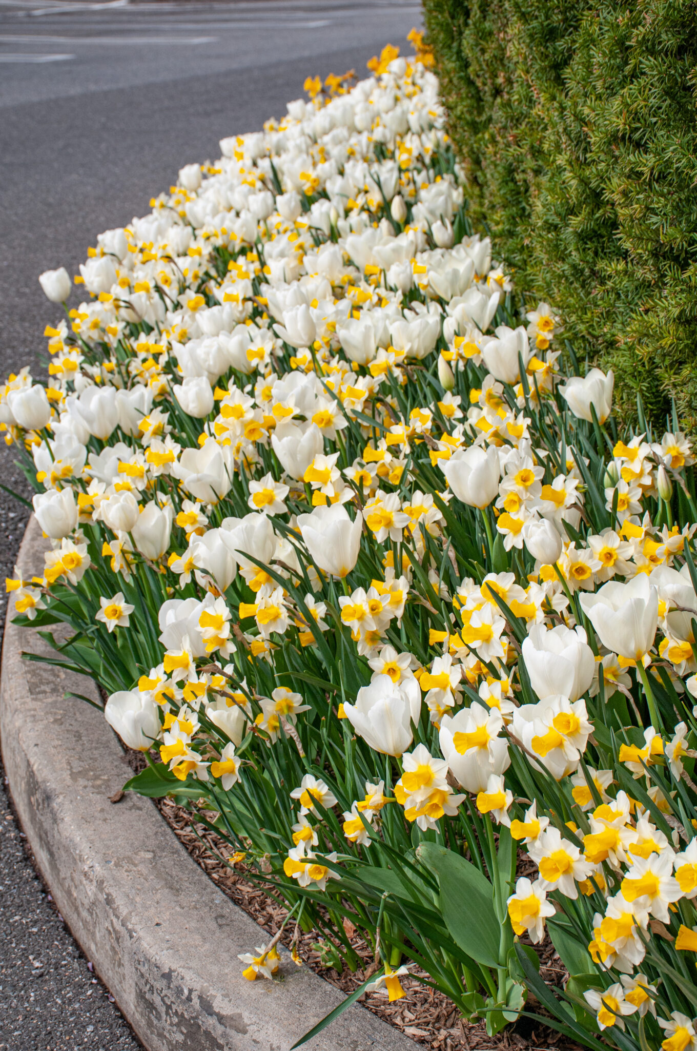 Flower Combinations from Colorblends