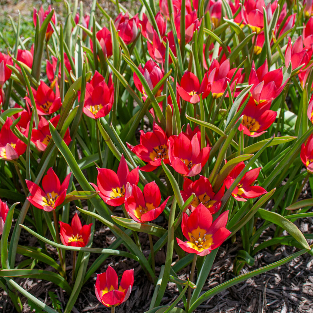 Red Beauty tulips cropped in a square