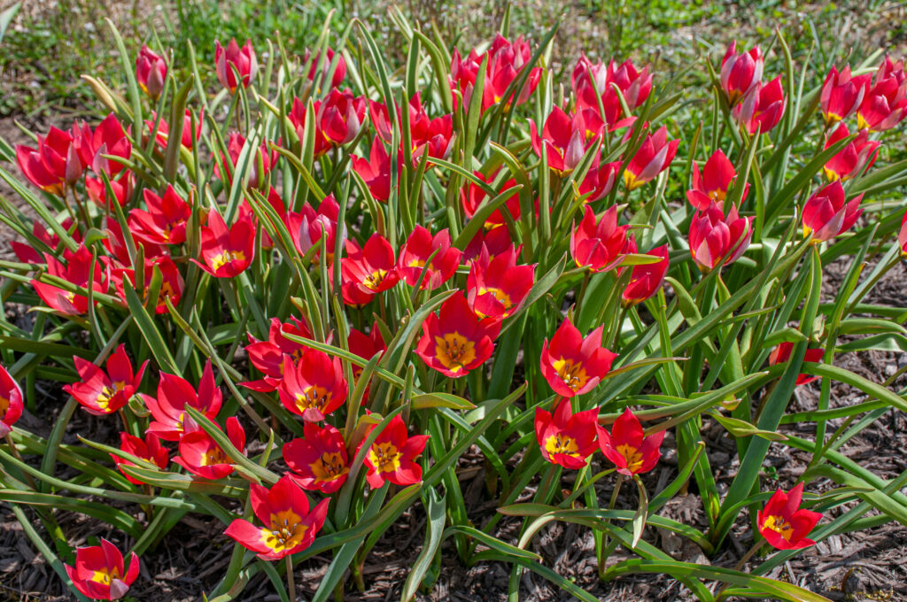 Red Beauty tulips planted closely together