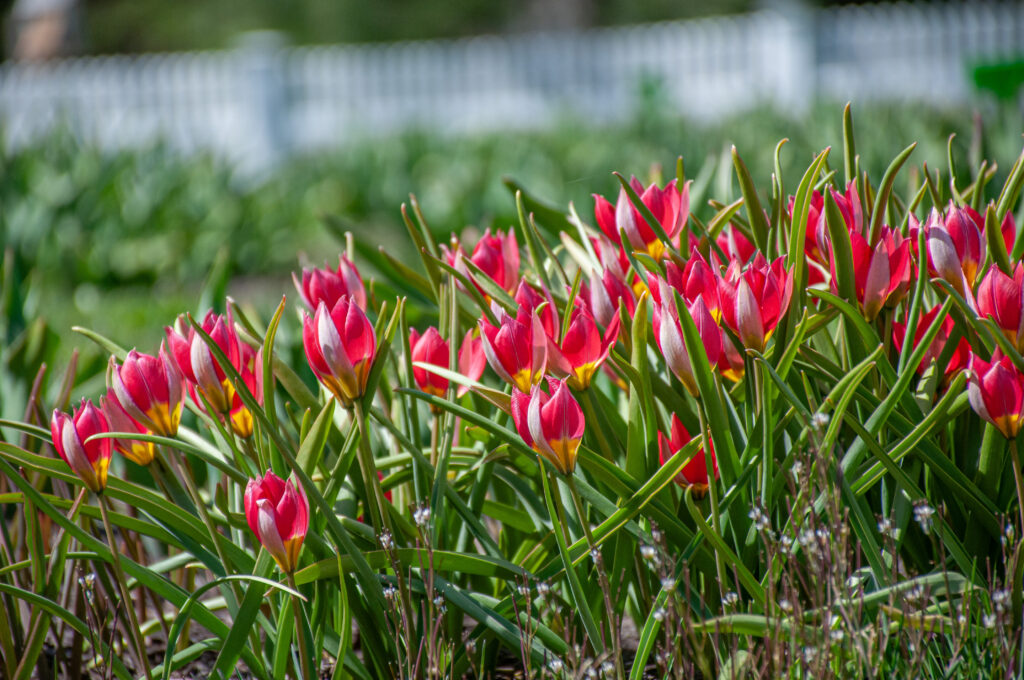 Red Beauty tulips with white fence in distant background