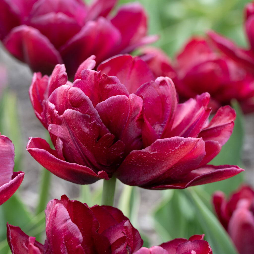Alison Bradley Tulips cropped in a square