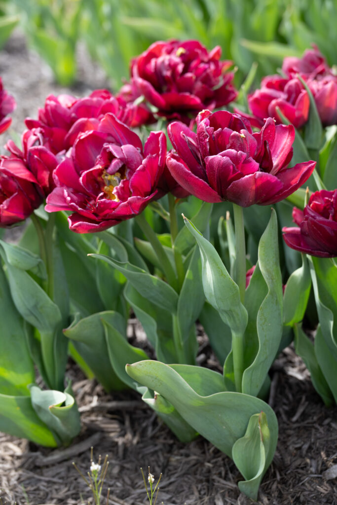 Alison Bradley Tulips planted closely together