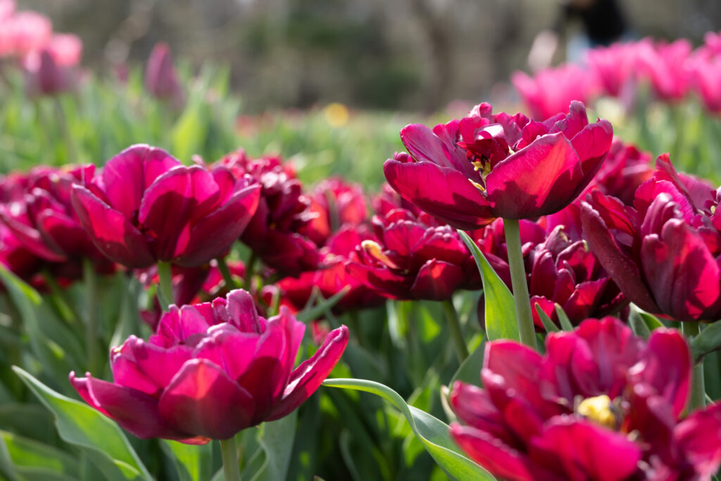 Alison Bradley Tulips in bright sunlight