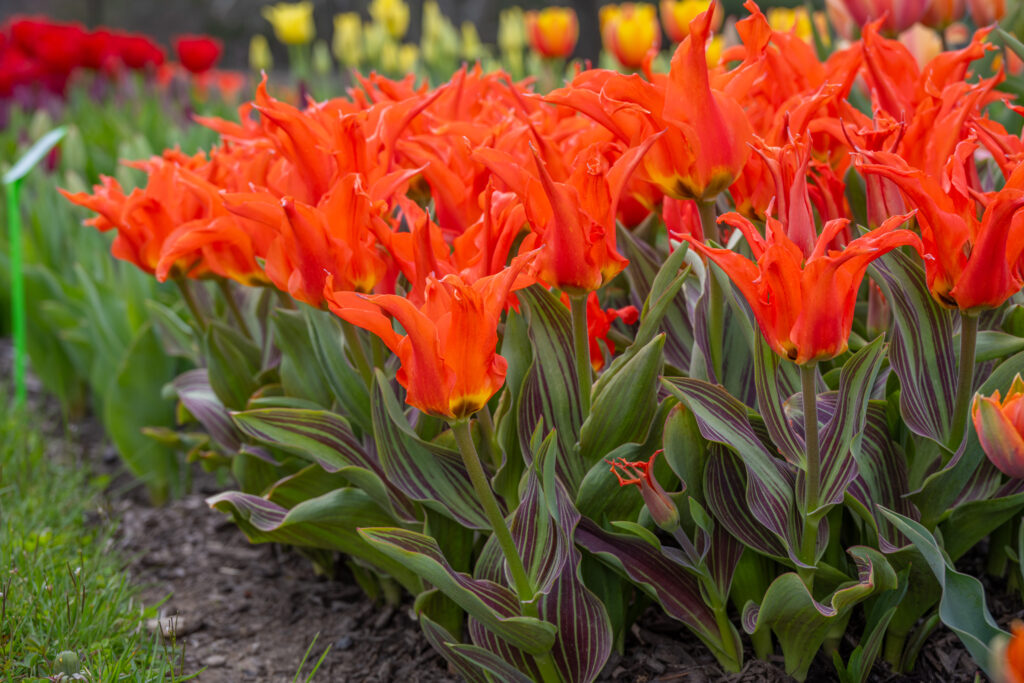 Rigas Barikades Tulips with red and orange tulips in the distant background