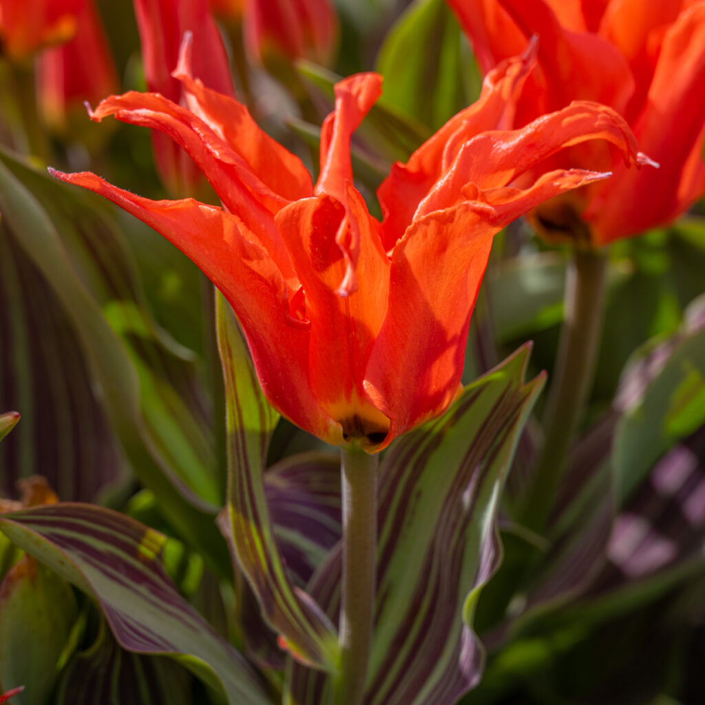 Rigas Barikades Tulips cropped in a square