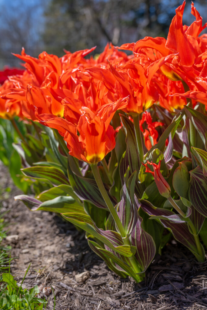 Rigas Barikades Tulips in a close-up
