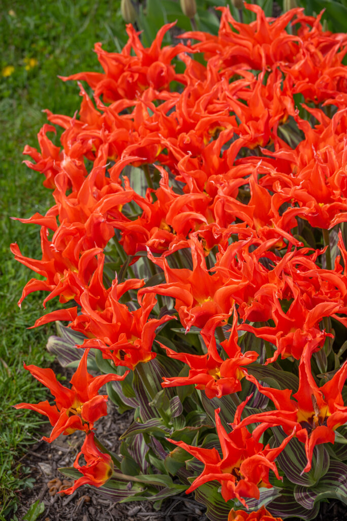 Rigas Barikades Tulips photographed from above
