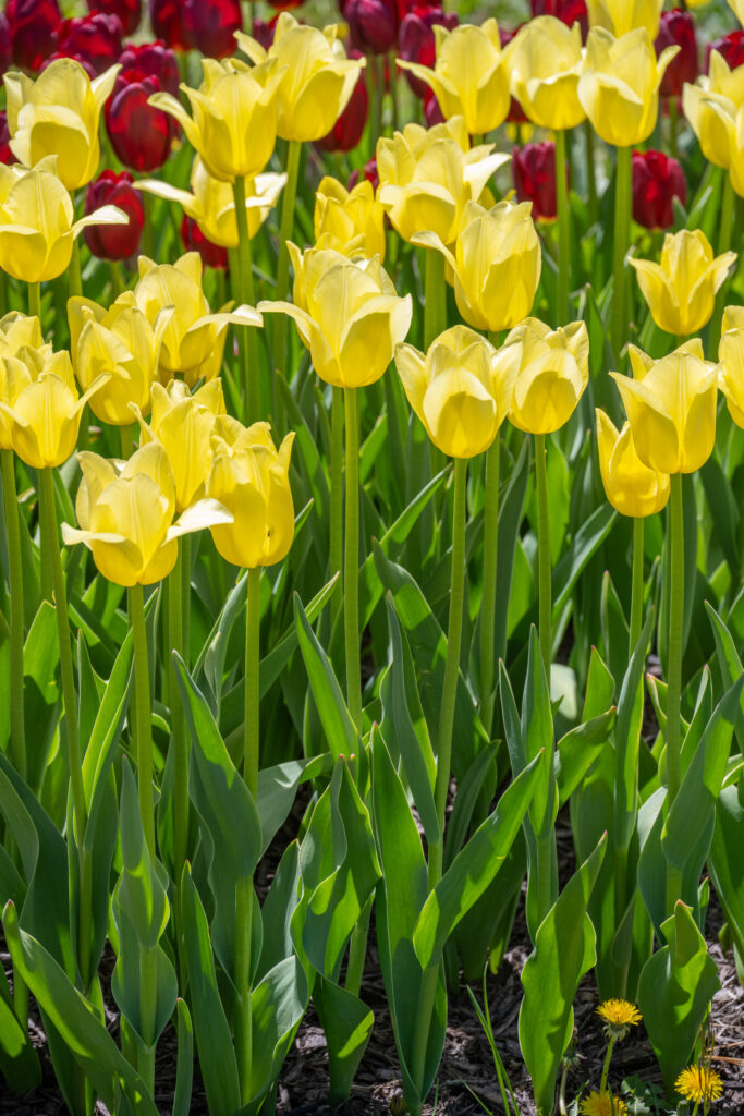 World Friendship Tulips with maroon tulips in the background