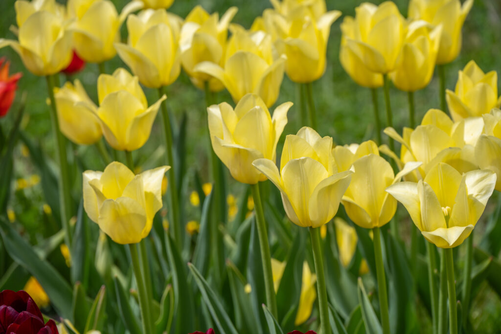 World Friendship Tulips