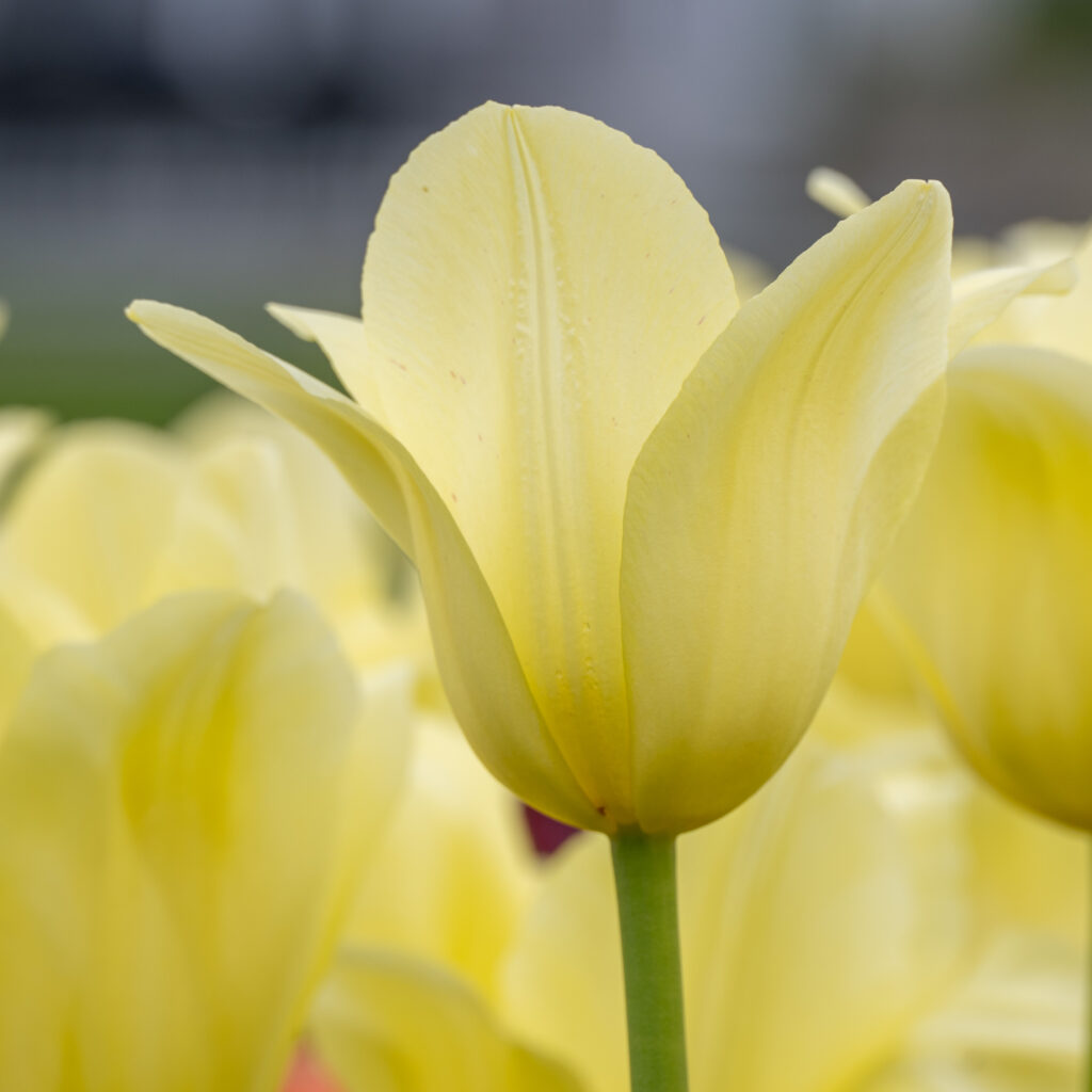 World Friendship Tulips cropped in a square
